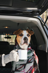 Portrait of a cute staffordshire terrier in blanket with a tin coffee mug sitting in a car trunk. Camping, exploring nature, travelling with dogs scene