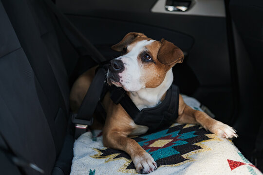 Dog wearing protective harness buckled to a car safety belt. Safe travelling or commuting by car with pets