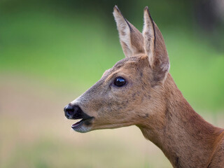 portrait of a gorgeous young deer on a green background