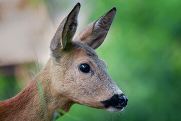 portrait of a gorgeous young deer on a green background © PhotoVlk
