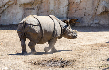 Rinocerontes de Java - Rhinoceros probeicus