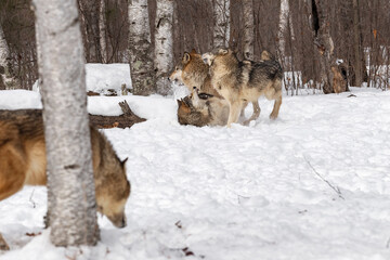 Grey Wolf (Canis lupus) On Ground Defends Itself Packmate Watches in Foreground Winter