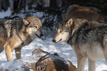 Fototapeta premium Grey Wolf (Canis lupus) Growls at Packmate Over Body of White Tail Deer Winter