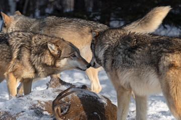 Grey Wolf (Canis lupus) Touches Nose of Packmate Over Body of White Tail Deer Winter