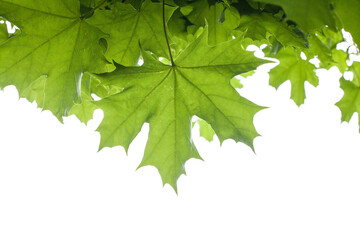 Green maple leaves isolated on a white background