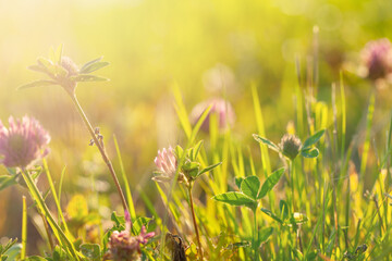 Fresh spring sunny garden background of green grass, flowers and blurred foliage bokeh