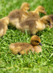 Gosling in green grass - ducklings eating grass