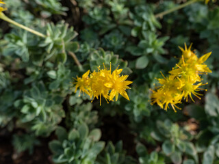 A spreading succulent (Sedum compressum) with multiple branching stems, that form rosettes of fleshy, grey-green leaves with pointed tips. Flowers are yellow, produced in clusters in spring