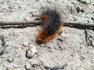 Close-up shot of the brown, furry caterpillar of the garden tiger moth (Arctia caja) crawling on a ground in sunlight