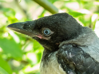 Extreme close-up shot of the juvenile hooded crow (Corvus cornix) with dark plumage with blue and grey eyes sitting on a branch in a tree among green leaves with backlight