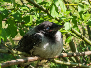 Extreme close-up shot of the juvenile hooded crow (Corvus cornix) with dark plumage with blue and grey eyes sitting on a branch in a tree among green leaves with backlight
