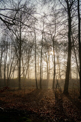 Fototapeta na wymiar Silhouettes of trees on a foggy winter day 