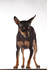 Toy Terrier dog photo portrait.