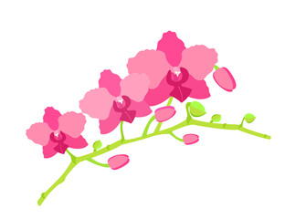 orchid blossom branch isolated on white