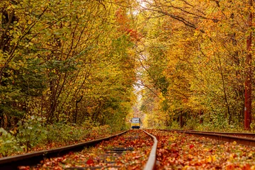 Foto op Canvas Autumn forest through which an old tram rides (Ukraine) © Minakryn Ruslan 