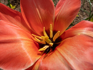 Macro shot of pistil and stamens of small red and orange tulip growing in garden in sunlight
