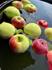 Apples from my garden. Peterhof, Saint-Petersburg