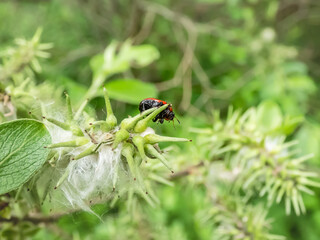 Macro shot of broad-shouldered leaf beetle (Gonioctena viminalis) walking on a green leaf