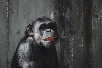 Face portrait of a smiling chimpanzee