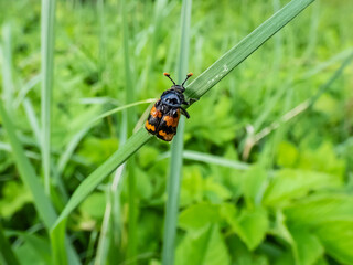 Close-up of the burying beetle (Nicrophorus vespillo) with ticks on wings sitting on a grass blade. The beetles have orange bands on the wing-cases, orange club-shaped ends of the antennae