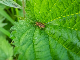 The leaf beetle or Zircon reed-beetle (Donacia aquatica) is a rainbow-coloured beetle with a reddish stripe running down the length of each wing case and a golden underside