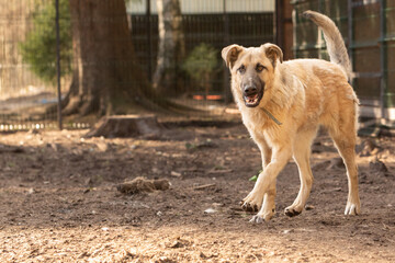 Portrait of a big red mongrel dog in a shelter for stray dogs