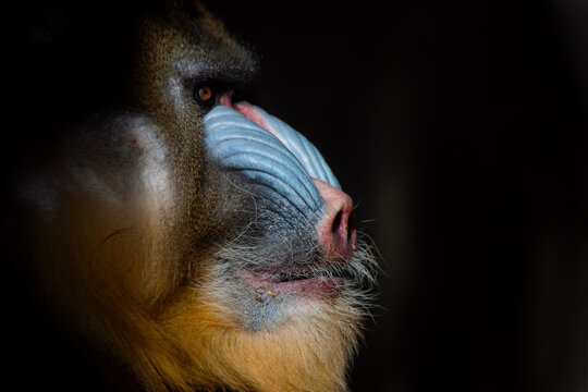 Close up face portrait of a big male of mandrill (Mandrillus sphinx)
