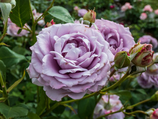 Close-up of outstanding, old fashioned lavender rose 'Novalis' with multi layered mauve flowers in...
