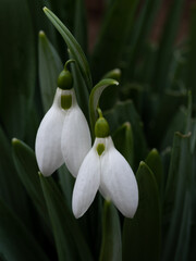  Close-up of two white snowdrop flowers in early spring. 