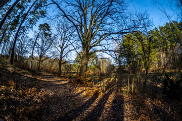 Obraz premium Brandenburg im Weitwinkel 2 - Tegeler Fließ