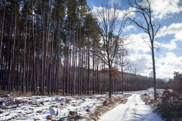 zimowy leśny krajobraz z lasem sosnowy i zaśnieżoną drogą - obrazy, fototapety, plakaty