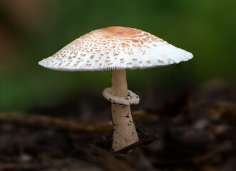 Fungus