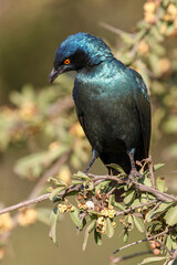 Fototapeta premium Cape Glossy Starling, Kruger National Park