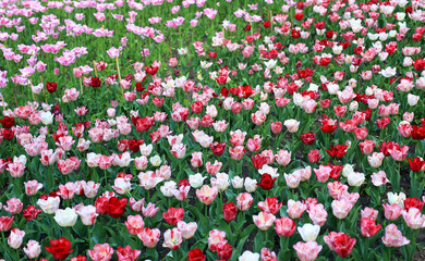 many multi-colored blooming tulip flowers, different varieties, growing in a meadow in early spring