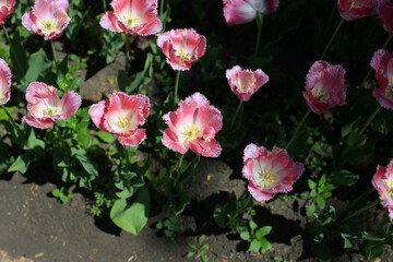 Fototapeta na wymiar scarlet blooming tulip flowers, with thorns on petals, growing in a meadow in early spring