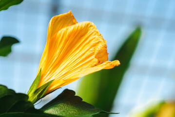 yellow lily flower - 487841629