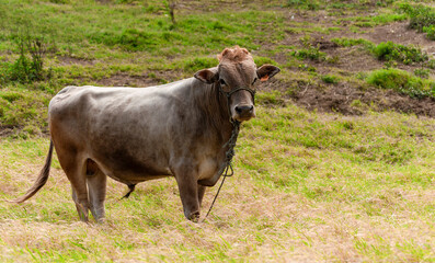 Naklejka na ściany i meble Portrait of an adult calf in the field, close up of a gray bull in the grass with copy space