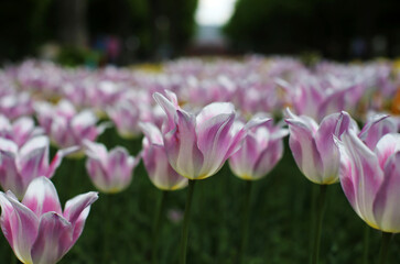 multi-colored blooming tulip flowers, different varieties, growing in a meadow in early spring