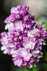 Lilac violet in full blossom, lilacat springtime