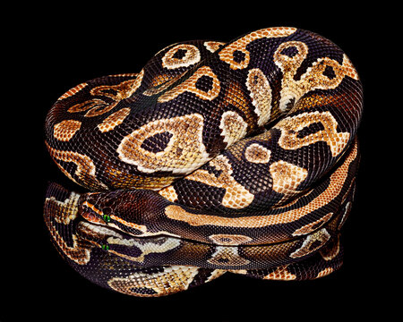 golden dragon on black