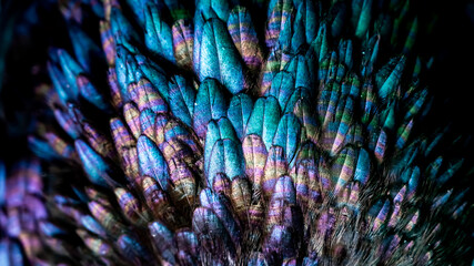 Hen feathers. Indian Hen bright color feathers.