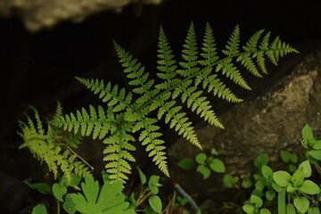 Green fern and leaves