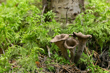 Black trumpet, Craterellus cornucopioides growing among moss, this mushroom is edible and popular