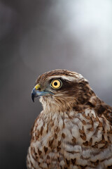 Side view of sparrowhawk with a blurry background.  Sparrowhawks are used in falconry commonly.  Sparrowhawk is one of the smallest member of the Accipitridae family. 