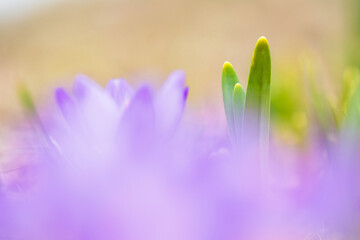 Daffodil green leaves in springtime, selective focus and shallow depth of field.