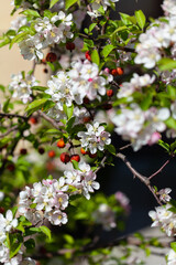 Apple tree in blossom pink flowers small