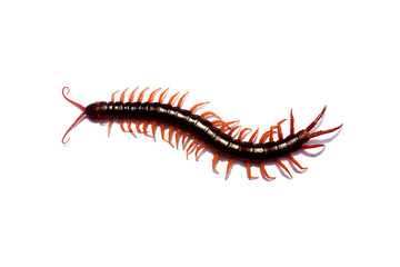 Isolated giant centipede on white background. Various characteristics of centipedes, poisonous...