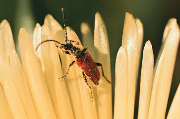 bug on a flower