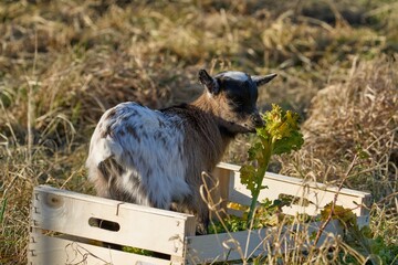 young goat kid stands in a wooden box and eats lettuce