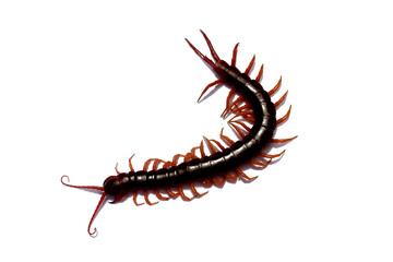 Isolated giant centipede on white background. Various characteristics of centipedes, poisonous animals.
